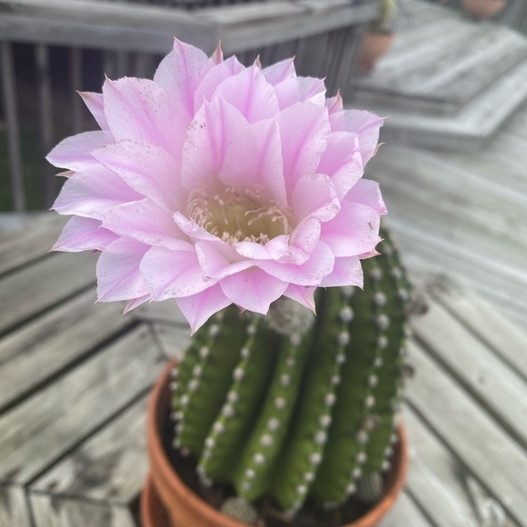 Meet your Posher, Colin - Picture 1 of 1